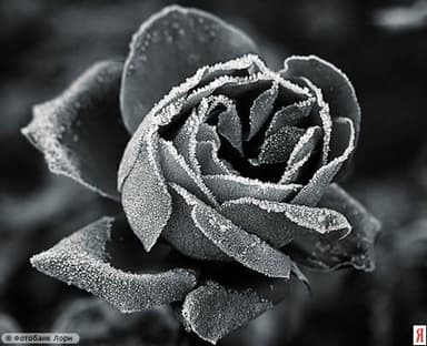 Майская ночь. Утопленников не предвидится (СИ)